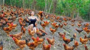 Купила много цыплят на ферме Ли Фук Ви. Везу на рынок на продажу.