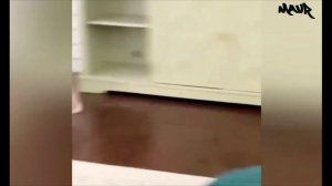 Забавные моменты с кошками и собаками 🐈 🤣 🐕