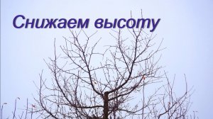 Снижение высоты дерева