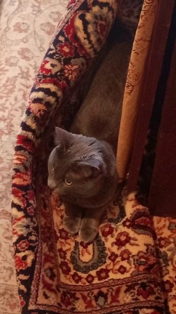 Кот Атос отдыхает во время приборки, но у него всё под контролем! #shorts #котатос #животные #коты