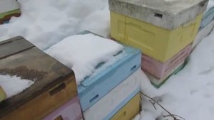 март, зимовка четвертого майского отводка пчел Элгон на ячейке 5,16 мм , 4.03.2026