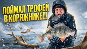 НАРВАЛСЯ В КОРЯЖНИКЕ НА ТРОФЕЙ!!! ПОКЛЕВКИ КРУПНЫМ ПЛАНОМ! Зимняя рыбалка на балансир.