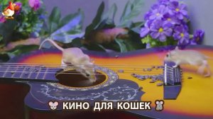 Видео для кошек про крысок развлекать питомцев 🐭🐀😂 (475)