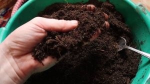 Как посадить томаты на рассаду в марте_