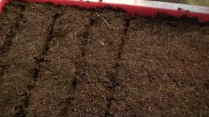 Посев семян томатов на рассаду. Мой проверенный способ