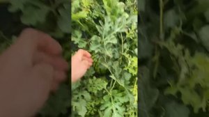 31.08.25г Арбузы,дыни.Есть болезни ,но и арбузы начали созревать.Лен.обл. Ломоносовский район #арбуз