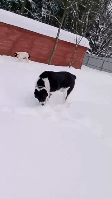 Ждёт свою семью медвежонок САО Зангар 🍀❗Пост в описании 🎥 #собака #алабай #dog #сао #любовь