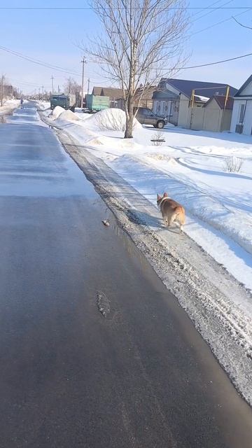 К нам пришла весна ☀️☀️☀️ 
#коргипемброк
#рекемендации
#корги #собаки #животные