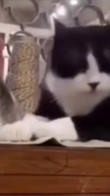 Смешные коты #113-7