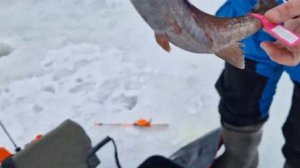 Вручение призов за пойманную форель с бирками.