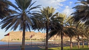 Пальмы и горы!Красивая картина!