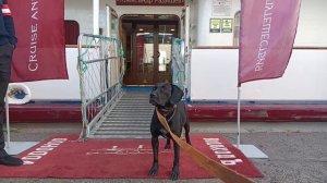 Экскурсия Речной Вокзал Проспект Обуховской Обороны Моя Жизнь Кино Музей Псов