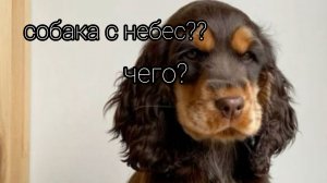 собака с небес?чего?? 😳🐾🌞