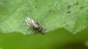 БИОСФЕРА: 243. Notiphila riparia