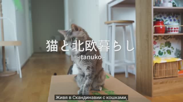 Северная зима, когда даже море замерзает.Проводя уютное время дома с котами