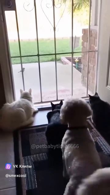 испуг котов