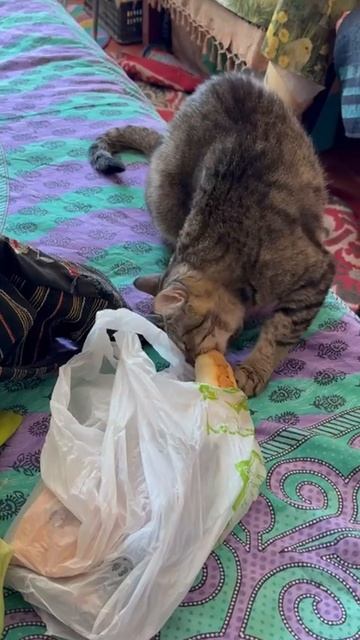 Ты не ты,когда  голоден😻🐈😍🤩🥰🤗