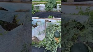 Арбузы,дыни 15.07.24Ордан не сработал.Лен.обл Ломоносовский район.Прошло 58 дней как  посадил арбузы