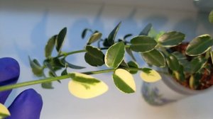 Хойя куммингиана альбомаргината, заметила интересный рост.