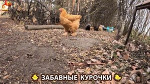 Цыплята и Курочки селяночки лучшие беспородные несушки 🥚 (450)