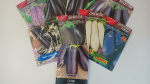 Посев баклажанов на рассаду в 2026 году