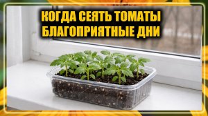 Когда сеять ТОМАТЫ на рассаду в 2026 году. Благоприятные дни в 2026 году для посева томатов