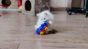 Котята играют, как маленькие дети, а их мама-кошка, как всегда, находится рядом.