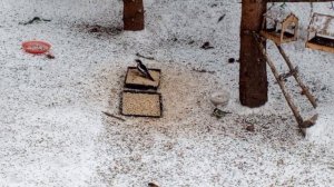 птичий базар