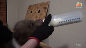 Трое медвежат из Смоленской области