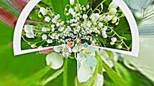 С Днём Рождения 4! Ландышевая Сказка от Киностудии Мудрого Кота Тимофея!!!