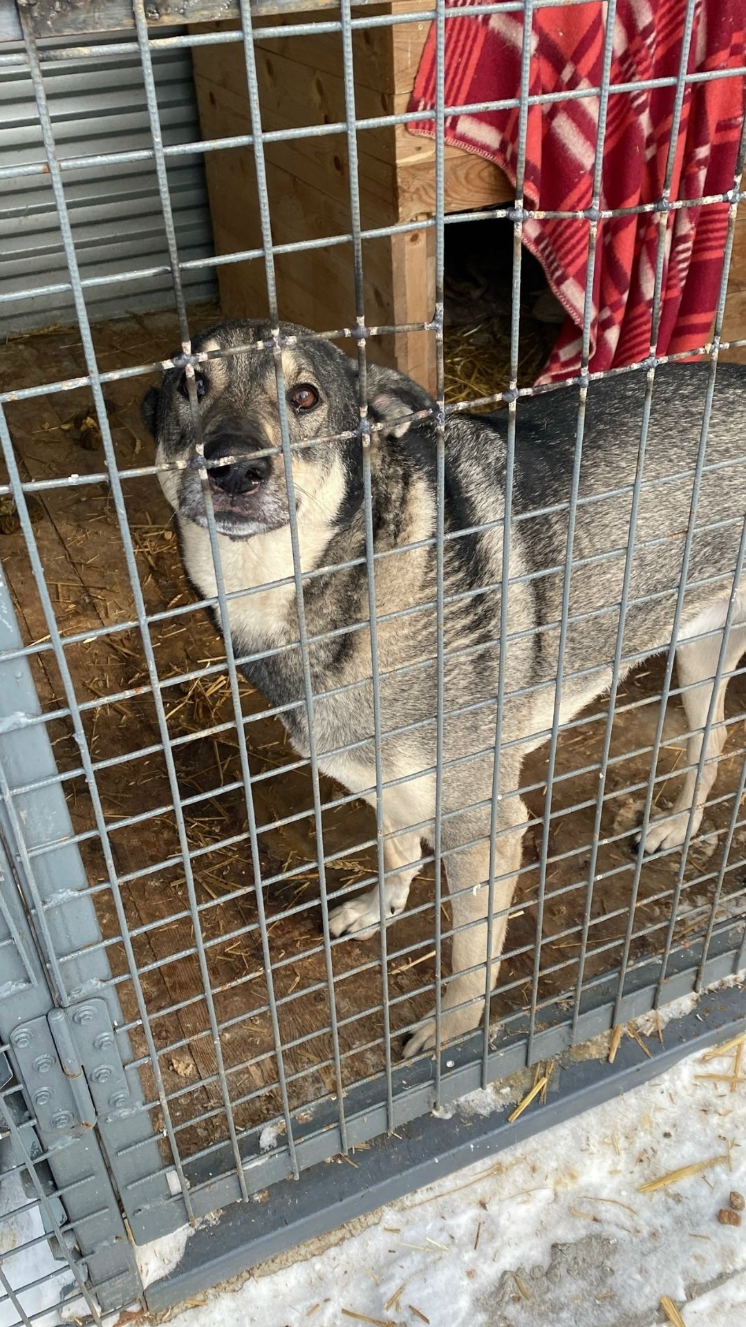 ЗАПРУД❗МОТОВИЛИХА❗  🚨Чья ПОТЕРЯШКА в приюте на ВЕРХНЕМОСТОВОЙ, 38?