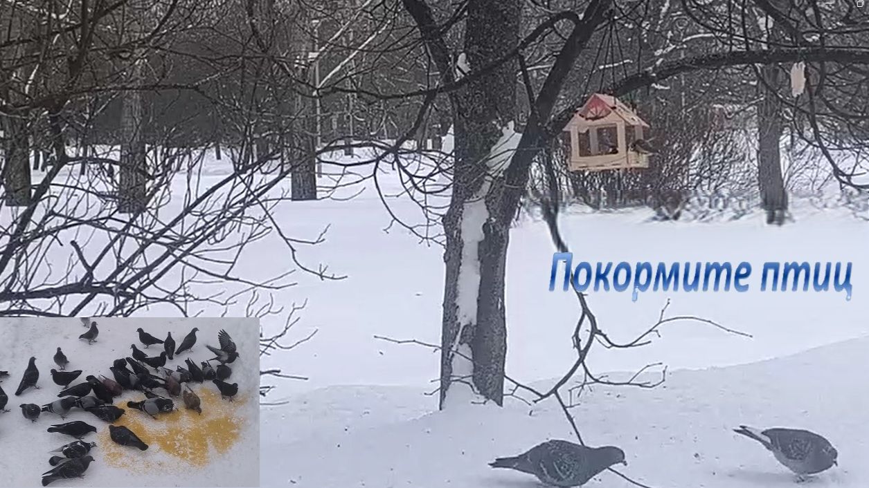 Покормите птиц весной, пернатым очень нужна наша помощь. Правила подкормки птиц. #птицы #весна