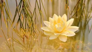 ✧ Эмбиент  музыка для медитации, учебы, работы, сна и расслабления  |  Misty Meadow