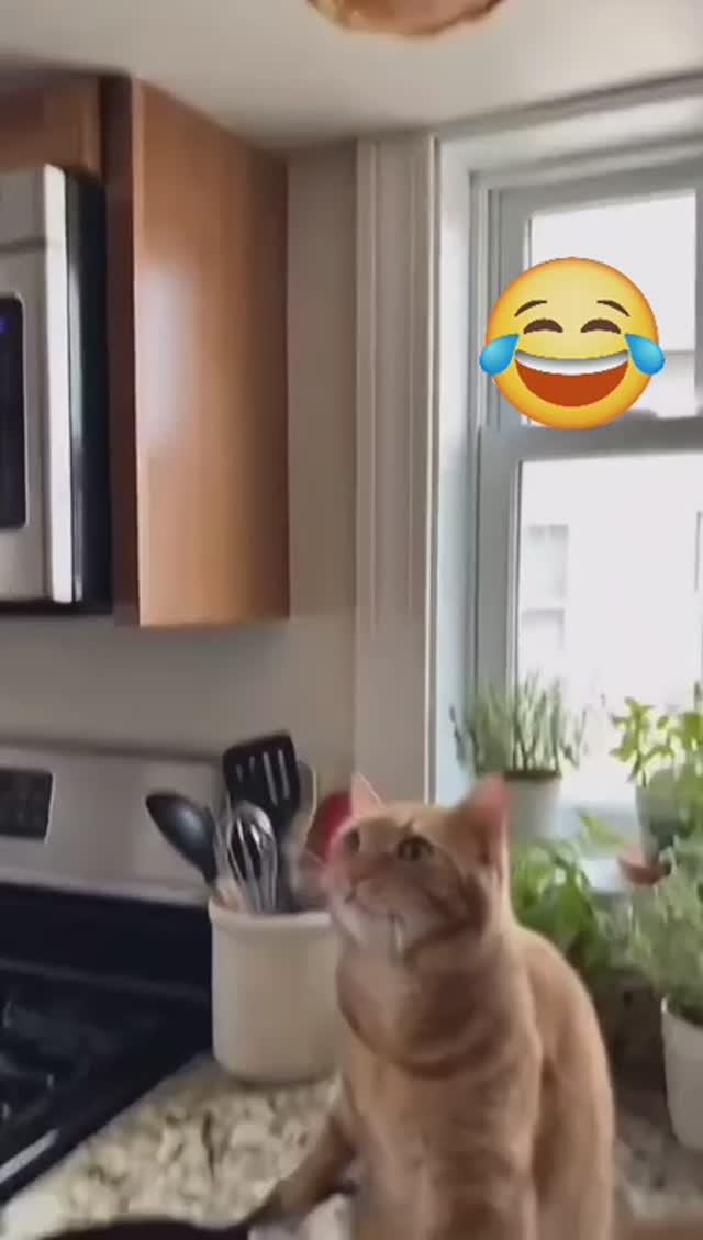 Ну что вы!.. Хозяйки в доме нет, готовит кот. И очень даже неплохо готовит!