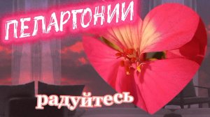 Пеларгония.От бутона к цветку, от цветка к соцветию.