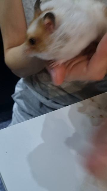 Запасливый питомец