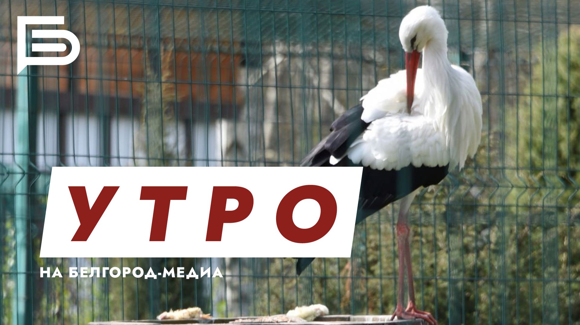 Утро Белгорода смотреть онлайн