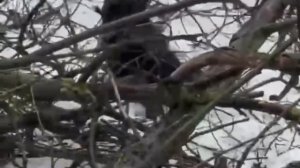 Бобр в Питере сгрыз дерево и оно рухнуло на припаркованную машину в районе Чёрной речки