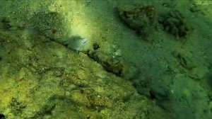 Снорклинг в Хургаде