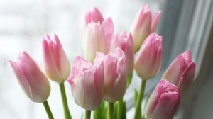 Тюльпаны — бесспорный фаворит 8 Марта: сколько в среднем тратят на букет