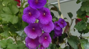 Ахименесы🌸Вести с полей 🌱🌱🌱