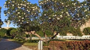 Огромная Плюмерия в парке Риям!