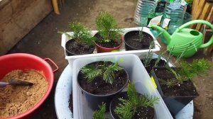 Это увлекательно и экономично! Вырастила свои туи и можжевельники. Класс! (2 часть)