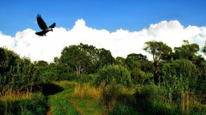 Прогулка в поле ( Полная версия )