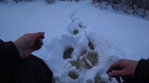 УТРЕННИЙ НЕЖДАНЧИК! ГЛАЗАМ СВОИМ НЕ ПОВЕРИЛ! (2 часть).