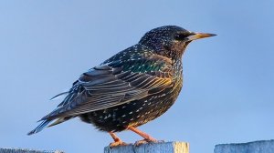 Скворец -странник...