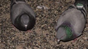 ПЕРНАТЫЕ ОККУПАНТЫ, 05.03.2026