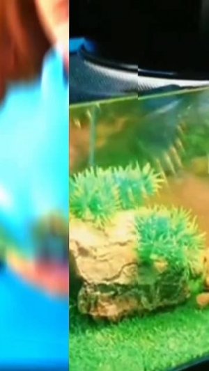 Лайк Крошки