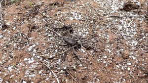 Очередное улучшение моих грядок.