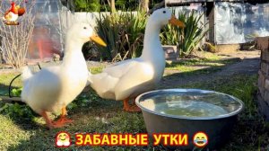 Забавные утки мускусные и пекинские на свободном выгуле со своими друзьями ч.(367) ❣️🤗😂